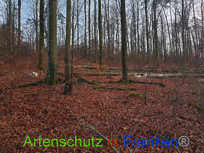 © Artenschutz in Franken® Bild zum Eintrag (1015109-160)