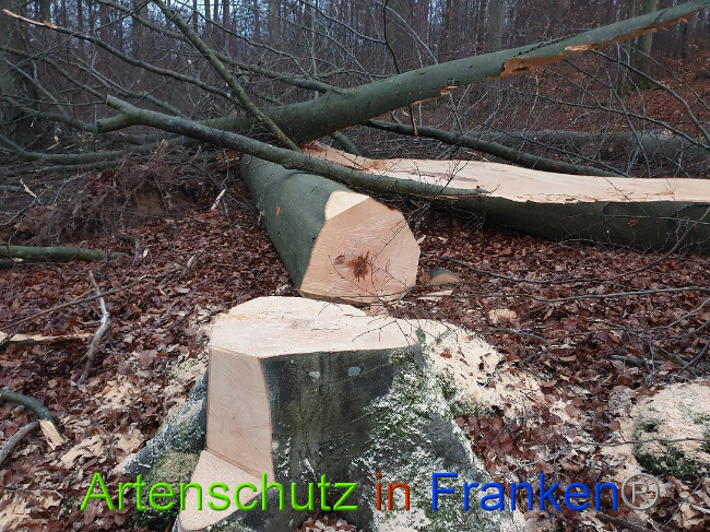 © Artenschutz in Franken® Bild zum Eintrag (1015110-160)