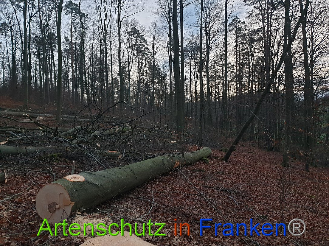 © Artenschutz in Franken® Bild zum Eintrag (1015111-160)