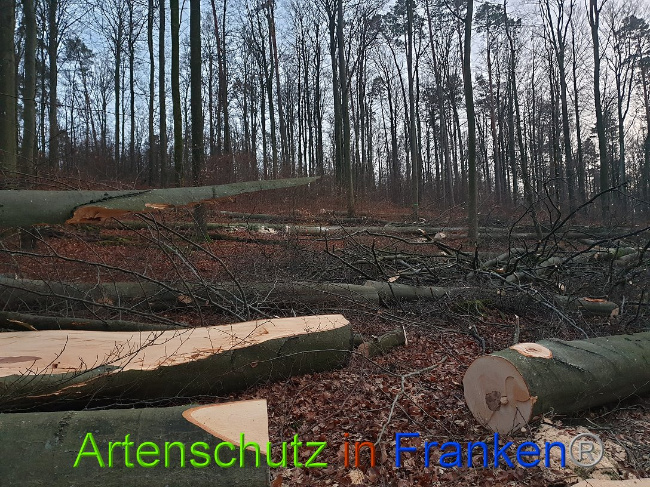 © Artenschutz in Franken® Bild zum Eintrag (1015113-160)