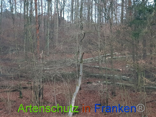 © Artenschutz in Franken® Bild zum Eintrag (1015115-160)