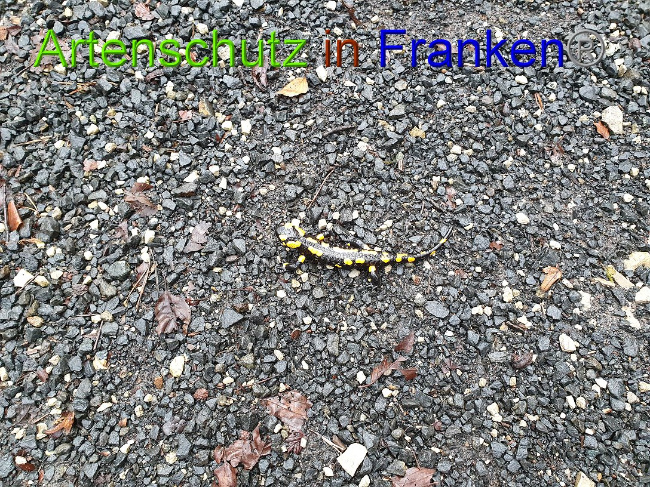 © Artenschutz in Franken® Bild zum Eintrag (1015228-160)