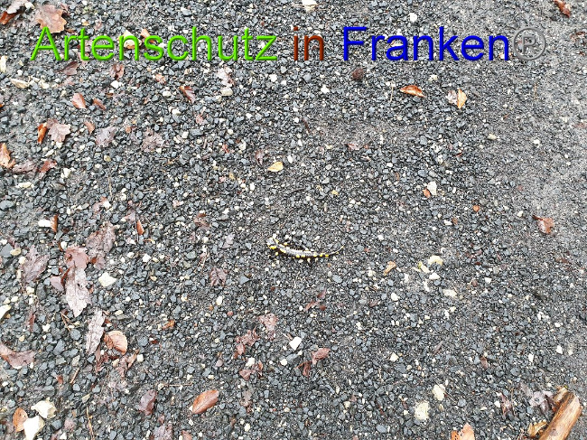 © Artenschutz in Franken® Bild zum Eintrag (1015229-160)