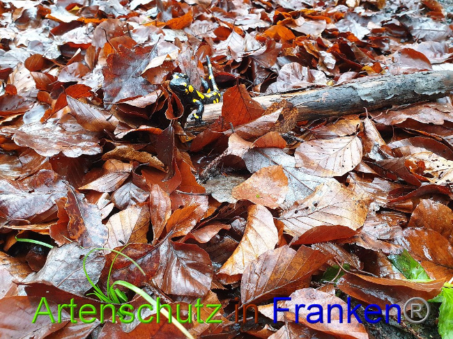© Artenschutz in Franken® Bild zum Eintrag (1015232-160)