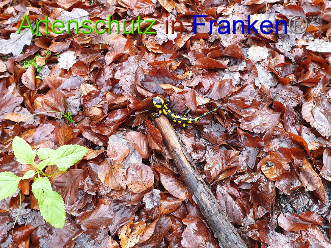 © Artenschutz in Franken® Bild zum Eintrag (1015233-160)