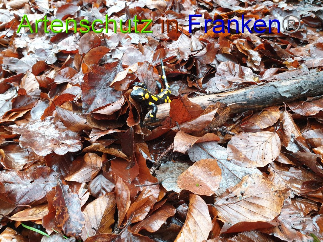 © Artenschutz in Franken® Bild zum Eintrag (1015234-160)
