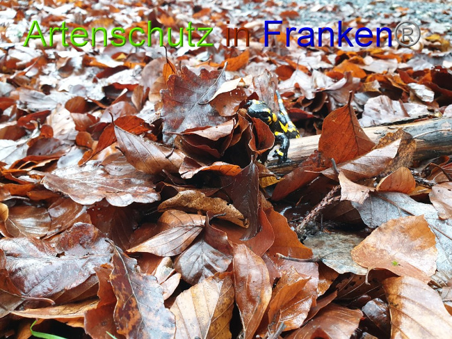 © Artenschutz in Franken® Bild zum Eintrag (1015235-160)