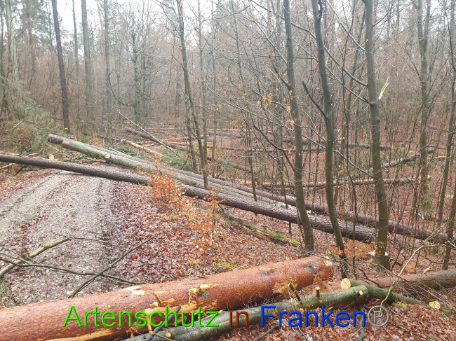 © Artenschutz in Franken® Bild zum Eintrag (1015650-160)