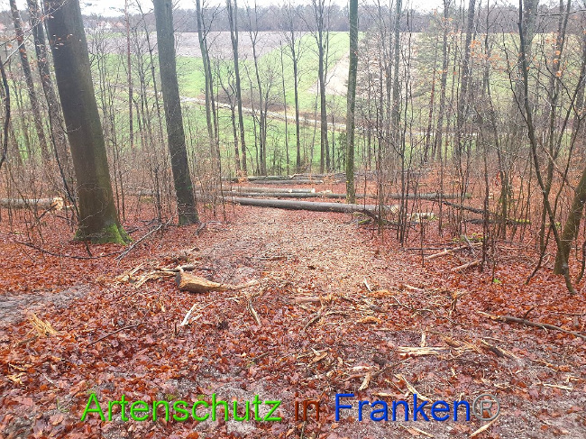© Artenschutz in Franken® Bild zum Eintrag (1015652-160)