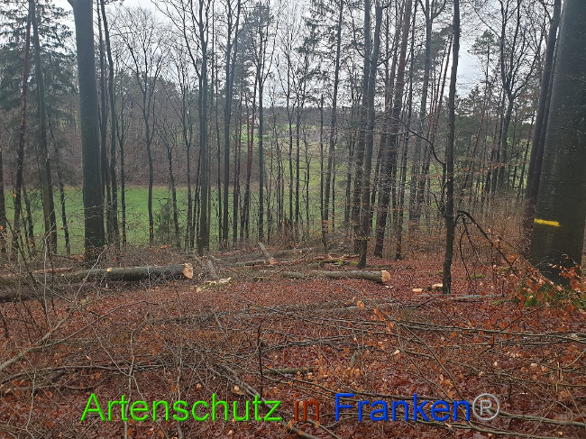 © Artenschutz in Franken® Bild zum Eintrag (1015653-160)