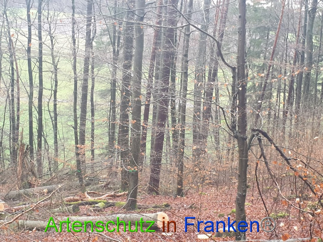 © Artenschutz in Franken® Bild zum Eintrag (1015654-160)
