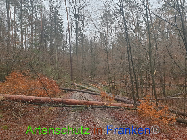 © Artenschutz in Franken® Bild zum Eintrag (1015655-160)