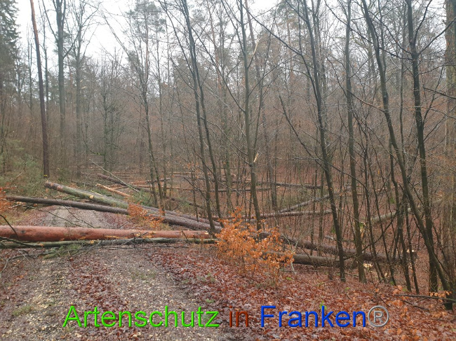 © Artenschutz in Franken® Bild zum Eintrag (1015656-160)