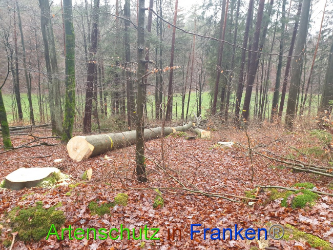 © Artenschutz in Franken® Bild zum Eintrag (1015657-160)