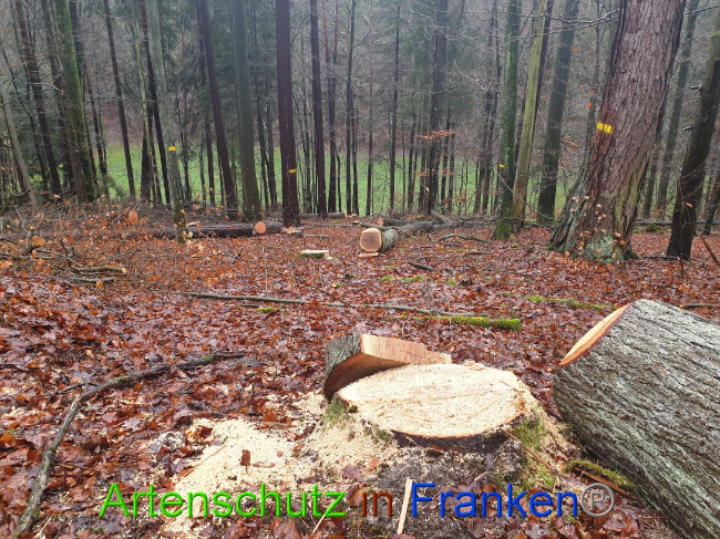 © Artenschutz in Franken® Bild zum Eintrag (1015658-160)