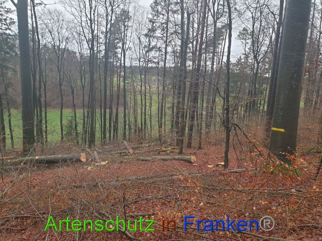 © Artenschutz in Franken® Bild zum Eintrag (1015659-160)
