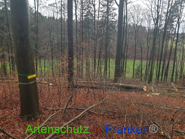 © Artenschutz in Franken® Bild zum Eintrag (1015660-160)