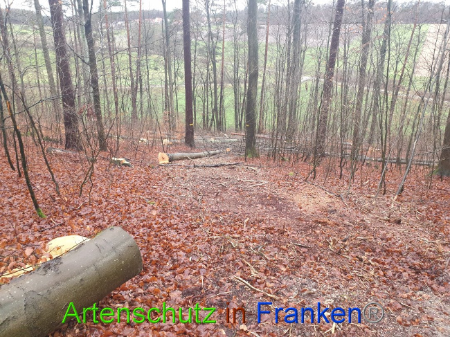 © Artenschutz in Franken® Bild zum Eintrag (1015661-160)