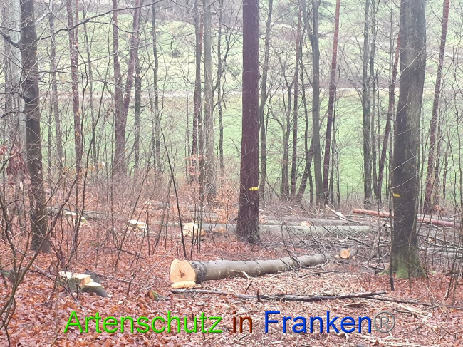© Artenschutz in Franken® Bild zum Eintrag (1015662-160)