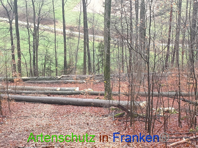 © Artenschutz in Franken® Bild zum Eintrag (1015666-160)