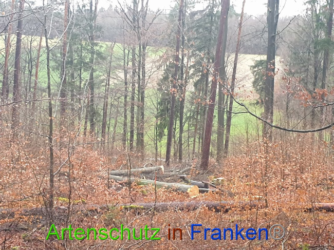 © Artenschutz in Franken® Bild zum Eintrag (1015668-160)