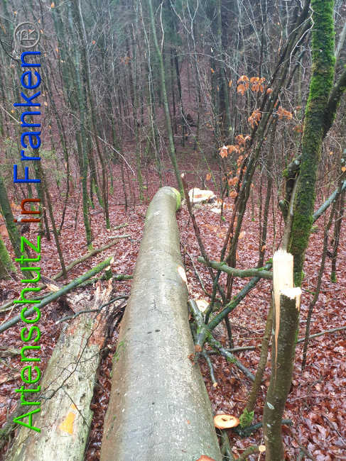 © Artenschutz in Franken® Bild zum Eintrag (1015670-160)