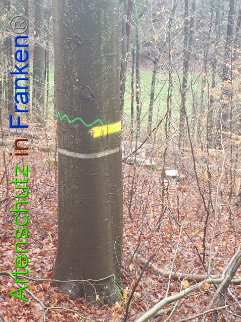 © Artenschutz in Franken® Bild zum Eintrag (1015671-160)