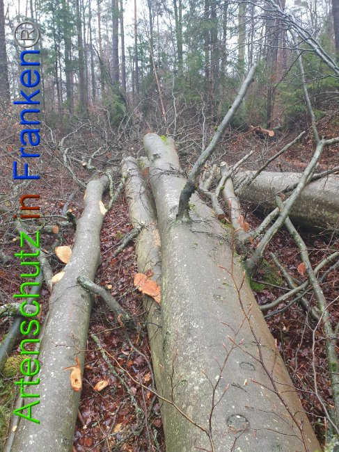 © Artenschutz in Franken® Bild zum Eintrag (1015676-160)