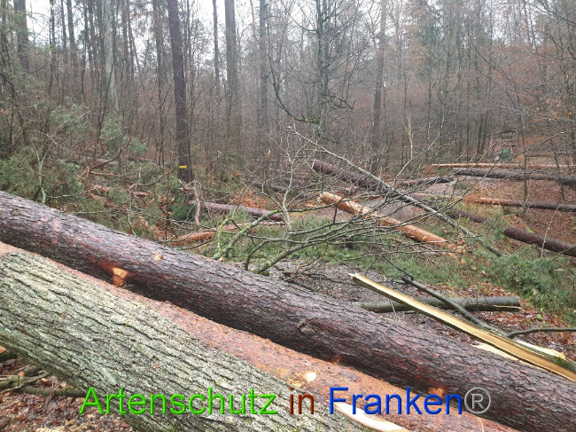 © Artenschutz in Franken® Bild zum Eintrag (1015677-160)
