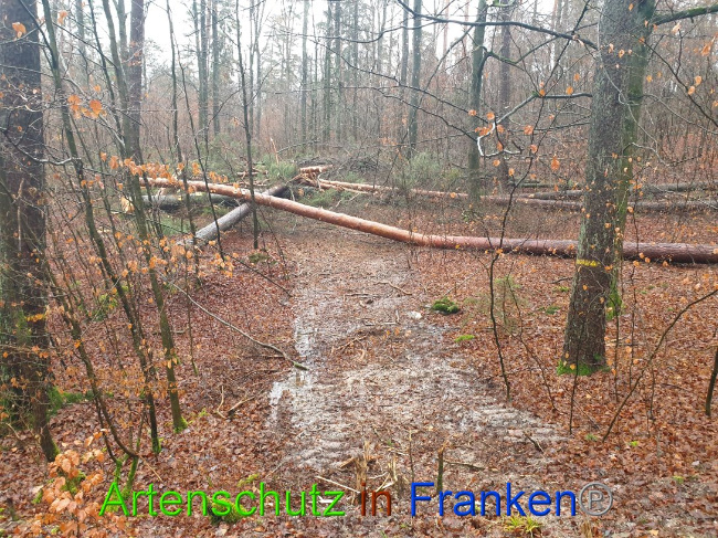 © Artenschutz in Franken® Bild zum Eintrag (1015678-160)