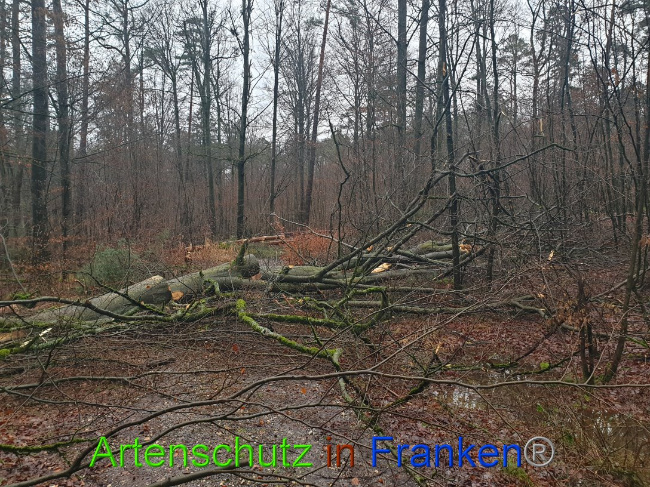 © Artenschutz in Franken® Bild zum Eintrag (1015682-160)