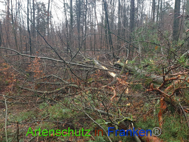 © Artenschutz in Franken® Bild zum Eintrag (1015683-160)