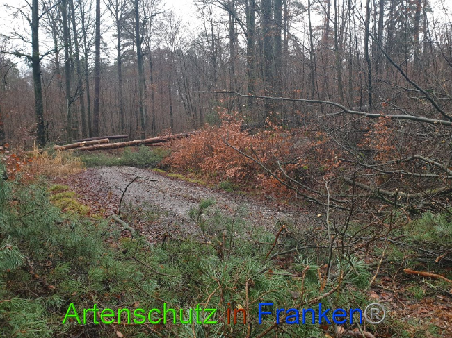© Artenschutz in Franken® Bild zum Eintrag (1015684-160)