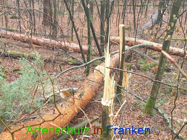 © Artenschutz in Franken® Bild zum Eintrag (1015685-160)