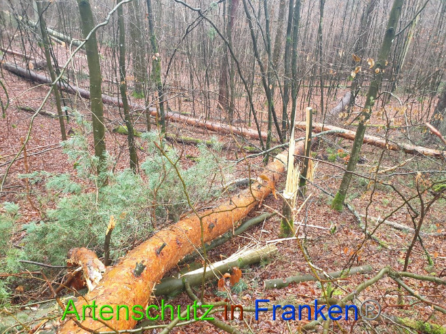 © Artenschutz in Franken® Bild zum Eintrag (1015687-160)