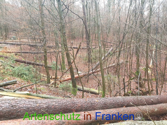 © Artenschutz in Franken® Bild zum Eintrag (1015688-160)