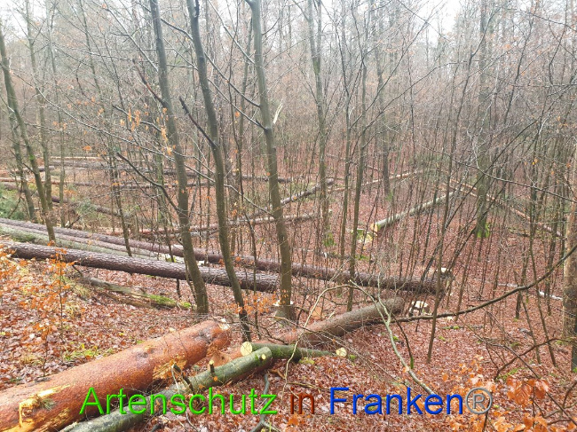© Artenschutz in Franken® Bild zum Eintrag (1015690-160)