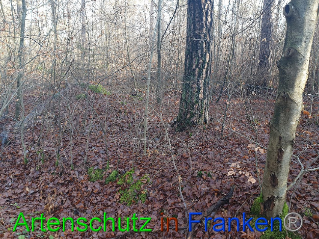 © Artenschutz in Franken® Bild zum Eintrag (1016116-160)