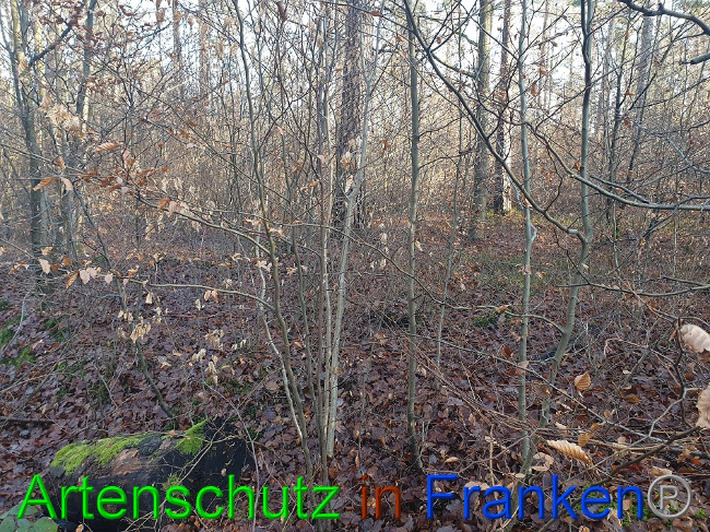 © Artenschutz in Franken® Bild zum Eintrag (1016119-160)