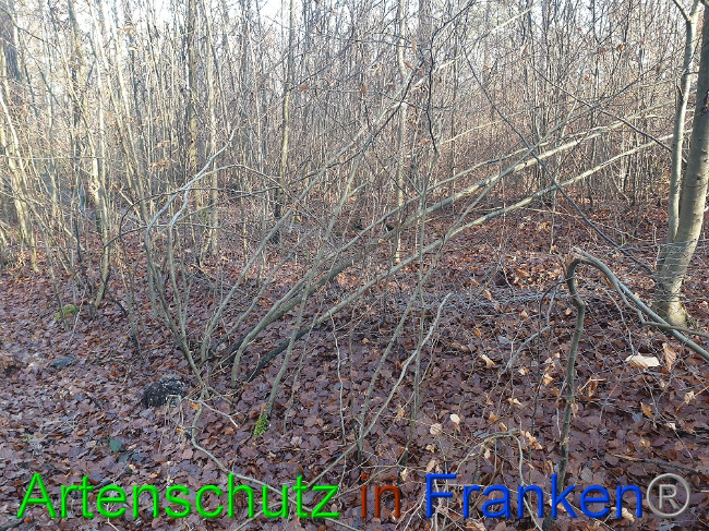 © Artenschutz in Franken® Bild zum Eintrag (1016122-160)