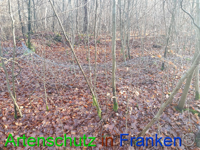 © Artenschutz in Franken® Bild zum Eintrag (1016125-160)