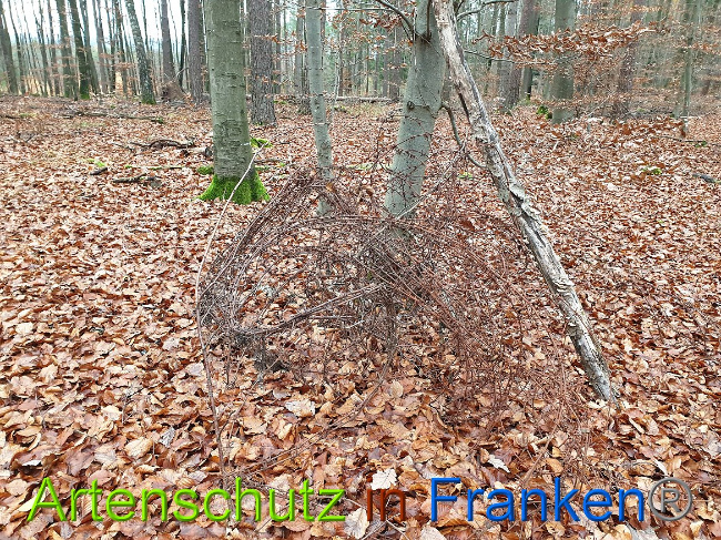 © Artenschutz in Franken® Bild zum Eintrag (1016130-160)