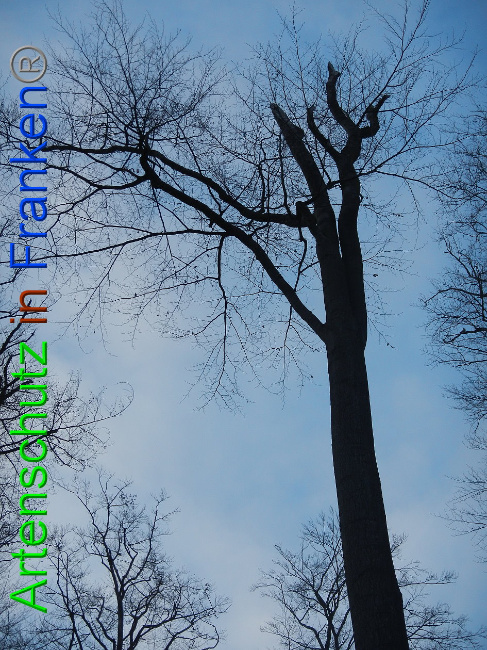 © Artenschutz in Franken® Bild zum Eintrag (1016348-160)