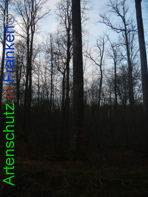 © Artenschutz in Franken® Bild zum Eintrag (1016349-160)