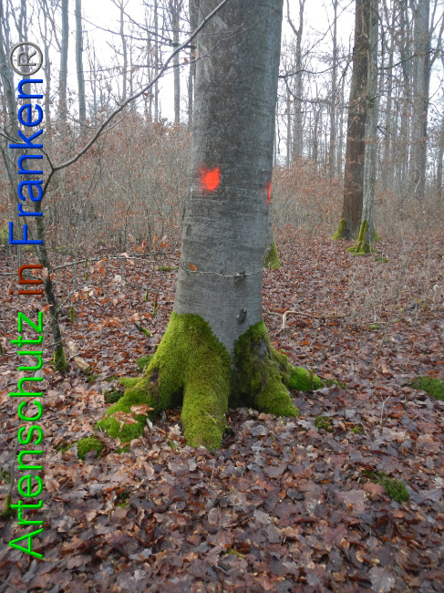 © Artenschutz in Franken® Bild zum Eintrag (1016350-160)