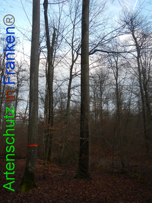 © Artenschutz in Franken® Bild zum Eintrag (1016354-160)