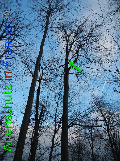 © Artenschutz in Franken® Bild zum Eintrag (1016355-160)