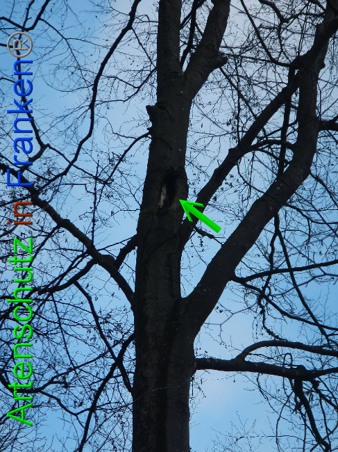 © Artenschutz in Franken® Bild zum Eintrag (1016356-160)