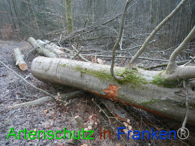 © Artenschutz in Franken® Bild zum Eintrag (1016357-160)