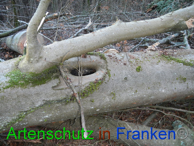 © Artenschutz in Franken® Bild zum Eintrag (1016359-160)